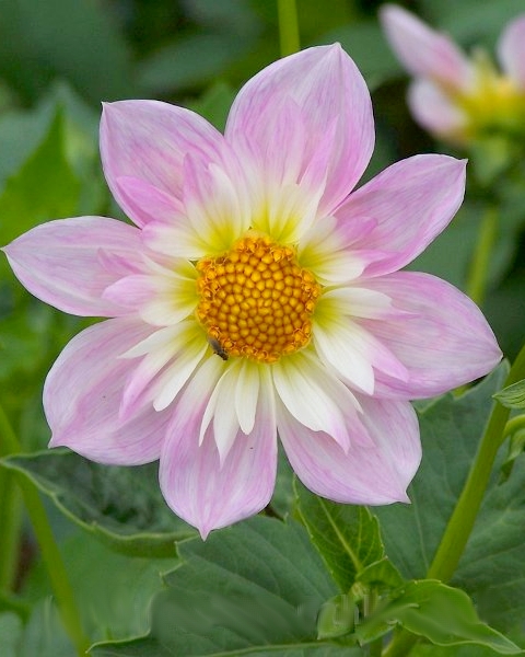 DÁLIA (GEORGÍNA) TEESBROOKE AUDREY 10 ks